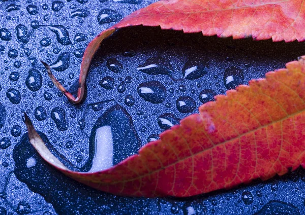 Влажные листья — стоковое фото