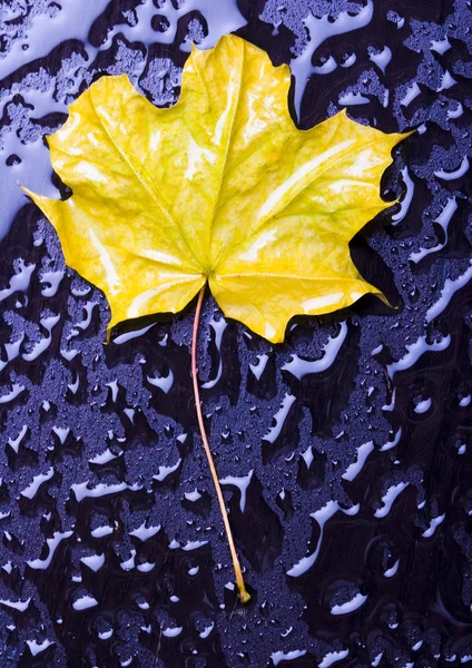 Wet leaves — Stock Photo, Image