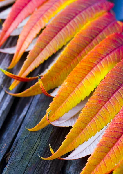 Leaf background — Stock Photo, Image