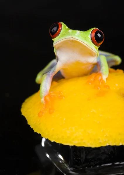 Frog with lemon — Stock Photo, Image