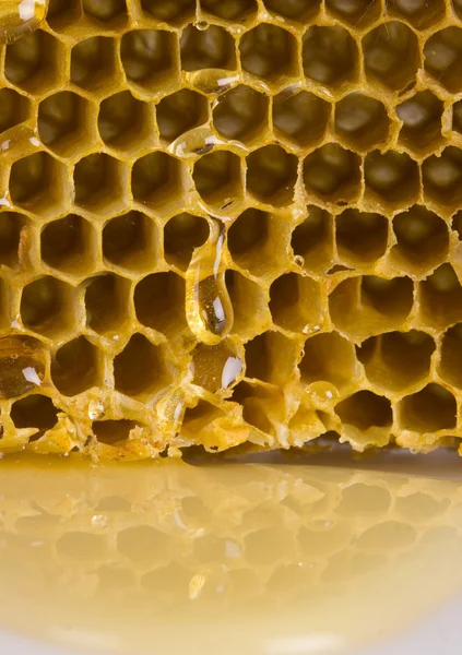 Honey comb — Stock Photo, Image