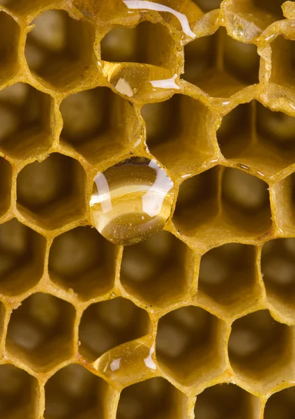 Honey comb — Stock Photo, Image