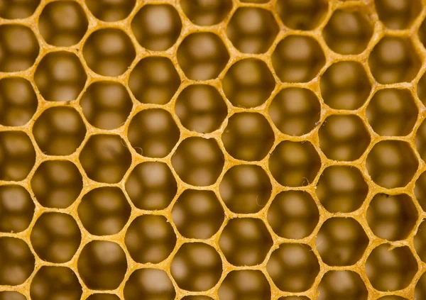 Honey comb — Stock Photo, Image