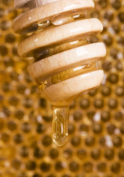 Honey comb — Stock Photo, Image