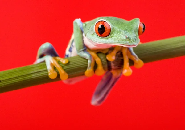 Kırmızı gözlü ağaç kurbağası — Stok fotoğraf