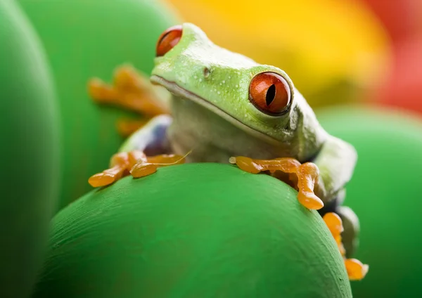 Frog with eggs — Stock Photo, Image
