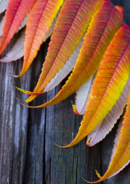 Leaf background — Stock Photo, Image