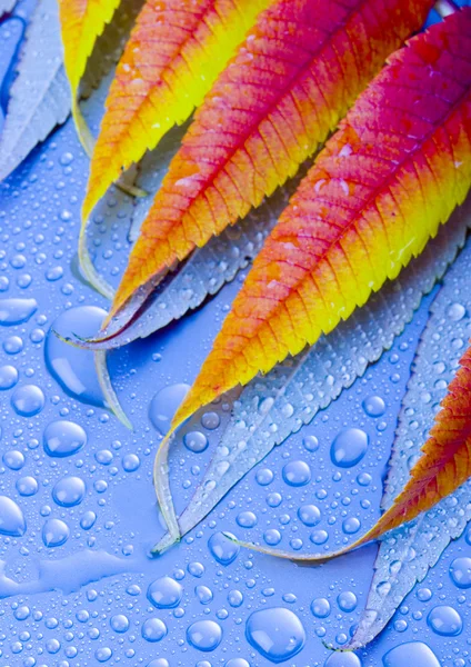 Wet leaves — Stock Photo, Image