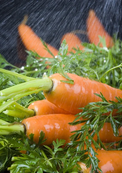 Carrots — Stock Photo, Image