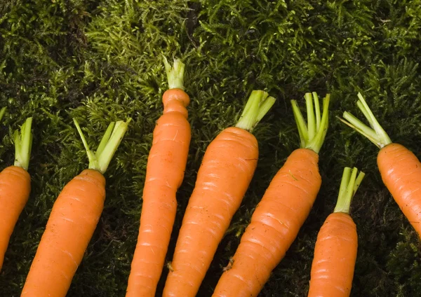 Carrots — Stock Photo, Image