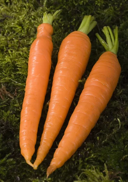 Carrots — Stock Photo, Image