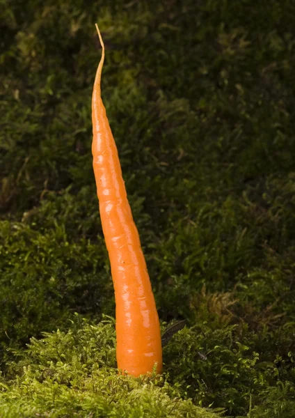 Carrot — Stock Photo, Image