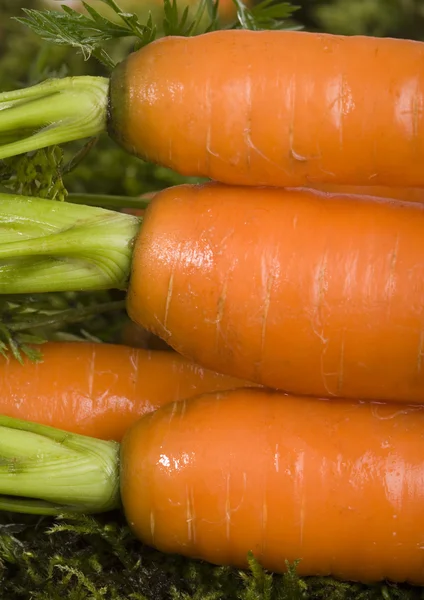 Carrots — Stock Photo, Image