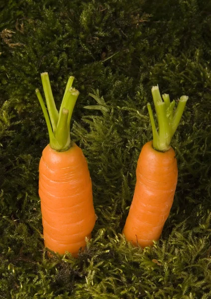 Zanahorias — Foto de Stock