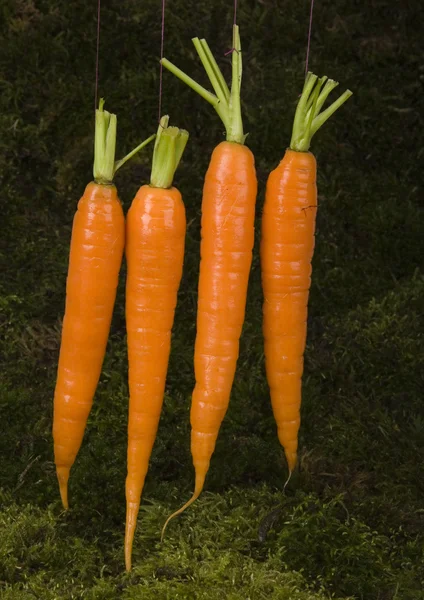 Carrots — Stock Photo, Image