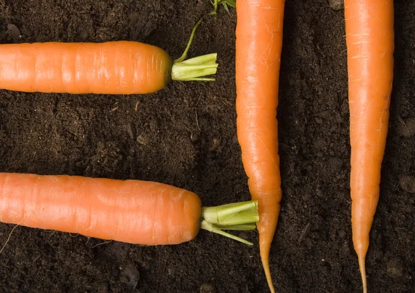 Carrots — Stock Photo, Image