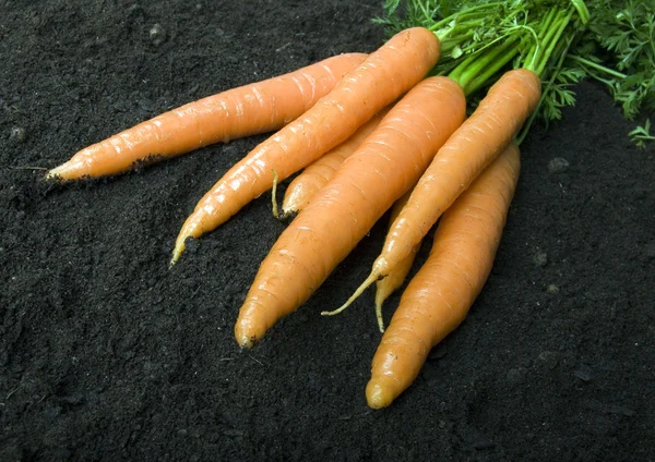 Carrots — Stock Photo, Image