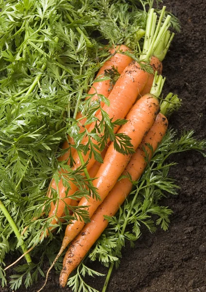 Carrots — Stock Photo, Image