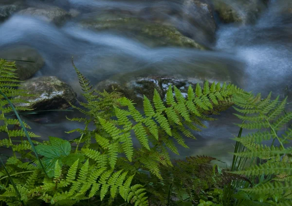 Flusso in montagna — Foto Stock