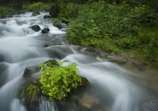 Stream — Stock Photo, Image