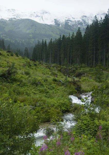 Stream i bergen — Stockfoto