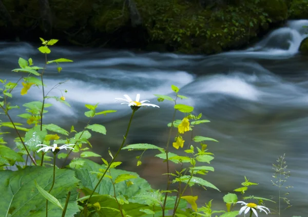 Stream — Stock Photo, Image