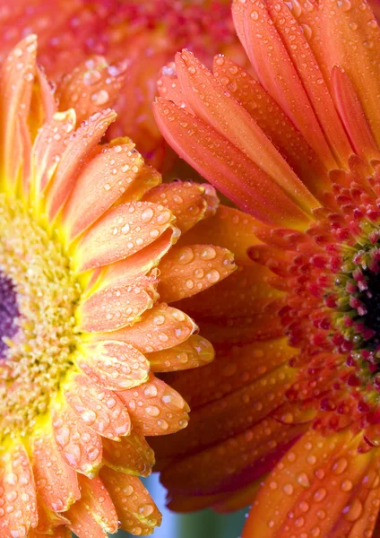 Gerberas coloridas —  Fotos de Stock