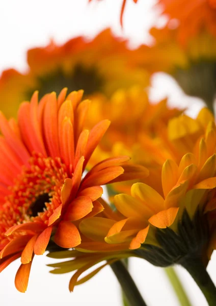 Gerberas coloridas —  Fotos de Stock