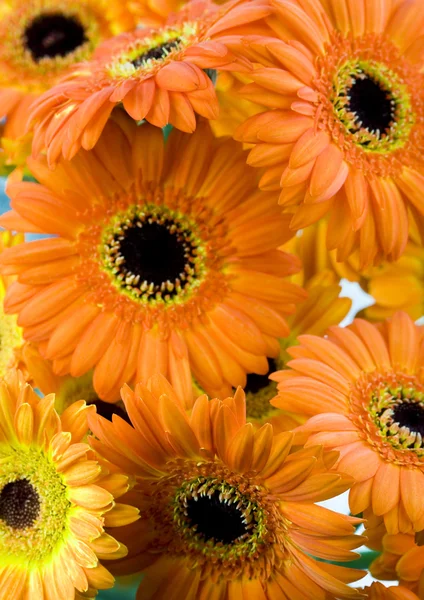 Gerberas coloridas —  Fotos de Stock