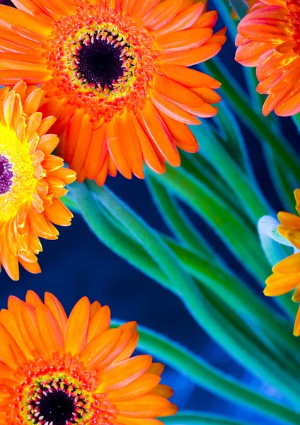 Gerberas coloridas —  Fotos de Stock