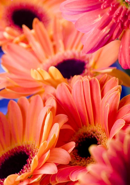 Gerberas coloridas — Foto de Stock