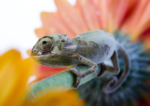 Chameleon — Stock Photo, Image