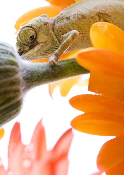 Camaleão — Fotografia de Stock