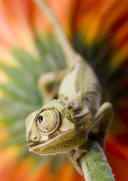 Chameleón — Stock fotografie