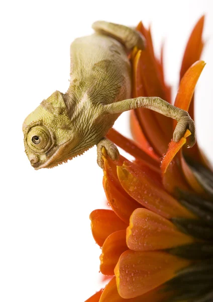 Chameleon — Stock Photo, Image