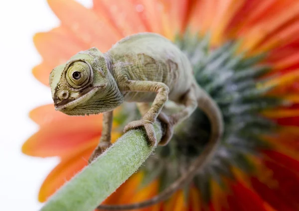 Chameleon — Stock Photo, Image