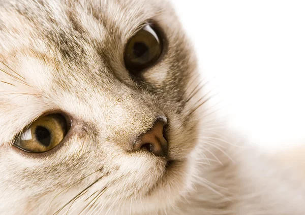 Kitty face — Stock Photo, Image