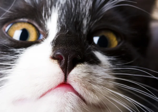 Kotek twarz — Zdjęcie stockowe