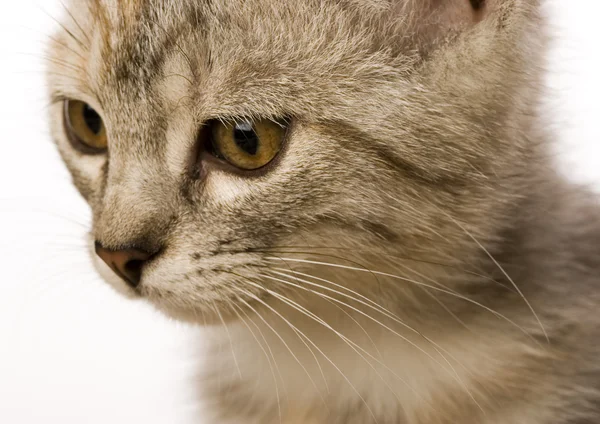 Cara de gatito — Foto de Stock