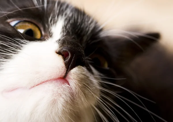 Cara de gatito — Foto de Stock