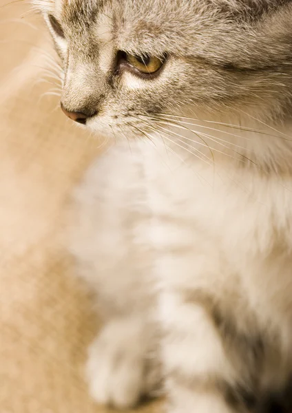 Cara de gatito — Foto de Stock