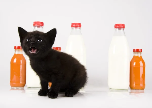 Black Cat & Milk — Stock Photo, Image