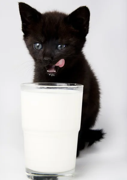 Kitten drinks milk — Stock Photo, Image
