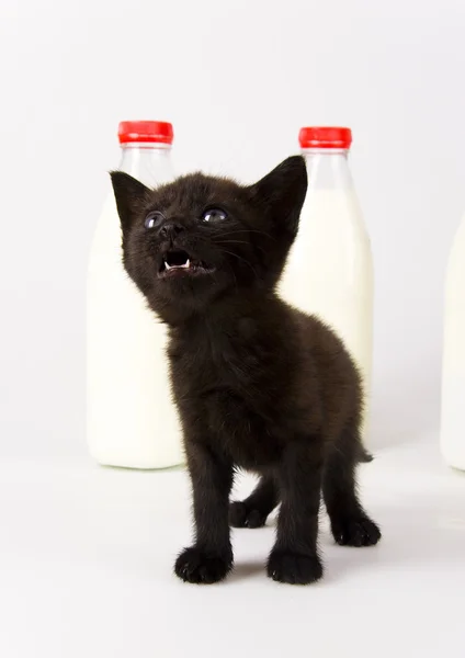 Black Cat & Milk — Stock Photo, Image