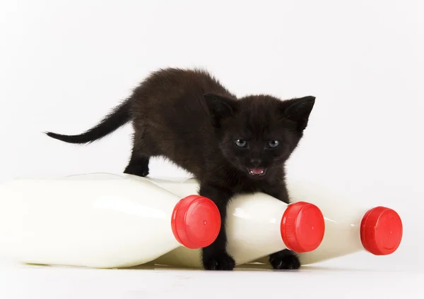 Black Cat & Milk — Stock Photo, Image