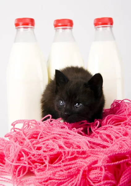 Black Cat & Milk & Rope — Stock Photo, Image