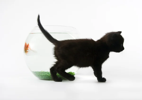 Schwarze Katze & Goldfisch — Stockfoto