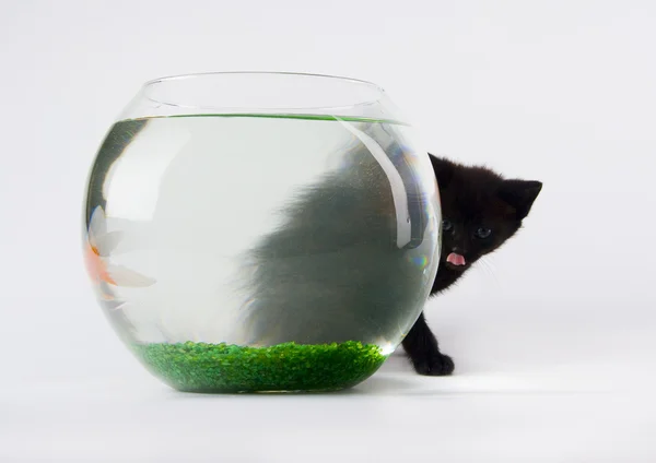 Black cat & Gold fish — Stock Photo, Image