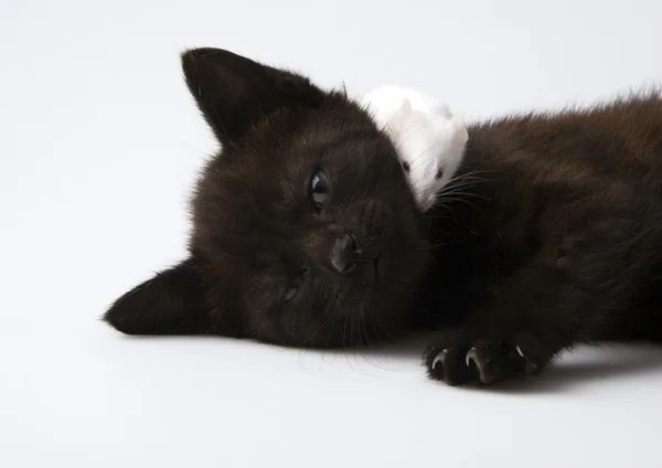 Black cat & White mouse — Stock Photo, Image