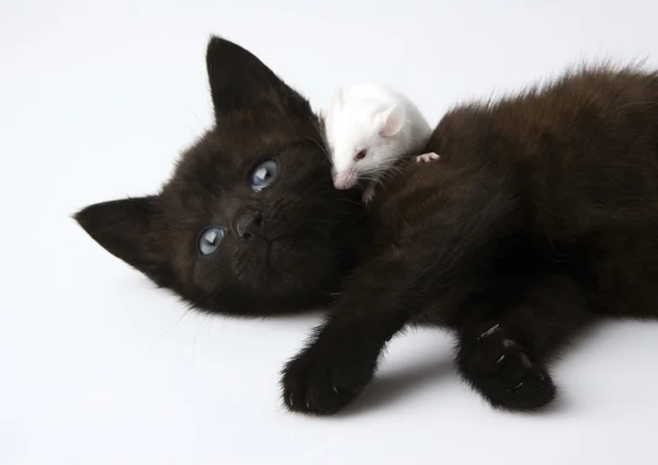 Schwarze Katze & weiße Maus — Stockfoto